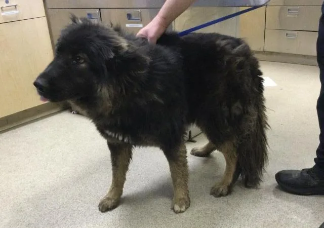 An adult large-sized female Akita dog named Vega for adoption in Riverside, CA