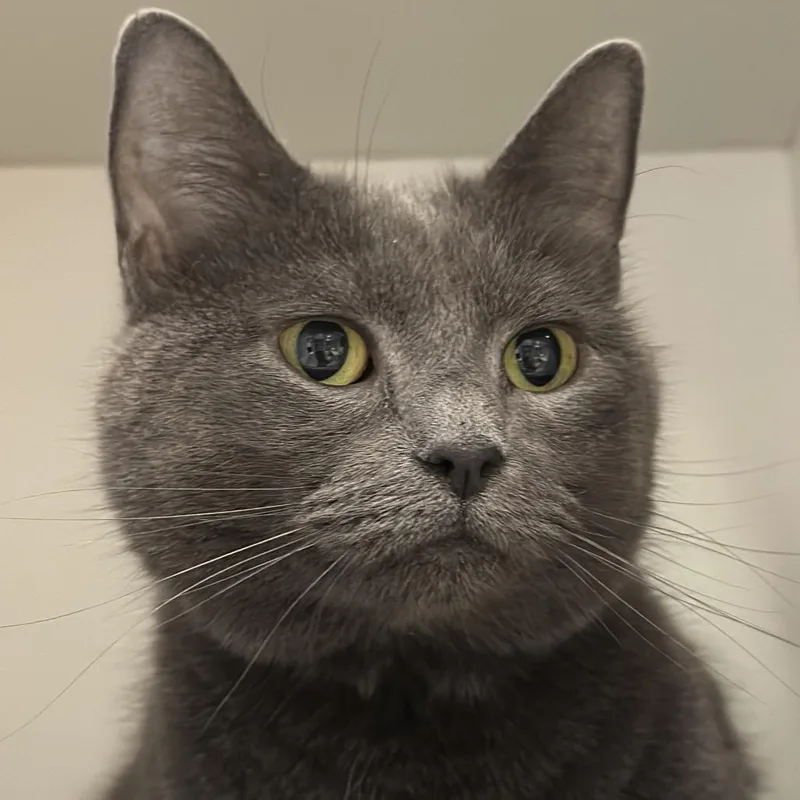 An adult medium-sized female Gray / Blue / Silver Domestic Short Hair cat named Harley for adoption in Matteson, IL