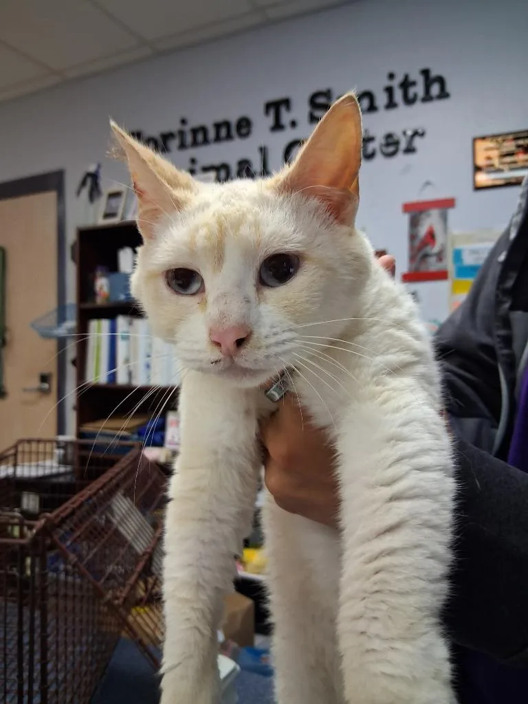 A young large-sized female Domestic Short Hair cat named Eliza for adoption in Brownwood, TX