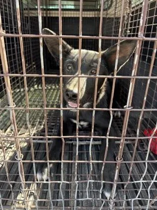 A baby medium-sized male German Shepherd Dog dog named Duck Duck for adoption in Fresno, CA