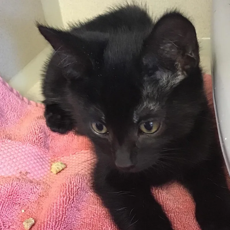A baby small-sized male Black Domestic Short Hair cat named Mojito for adoption in Redwood City, CA