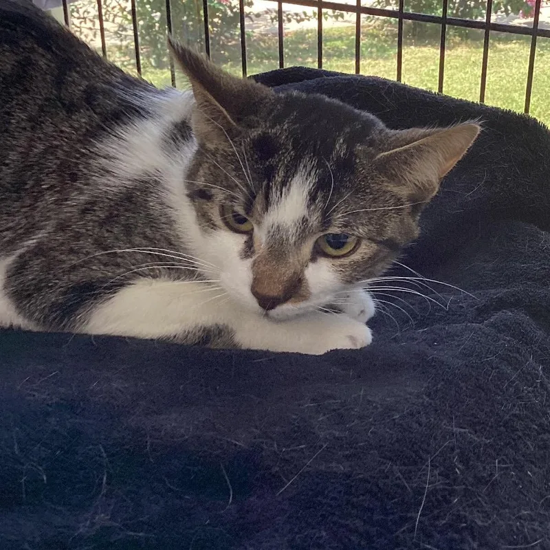 An adult medium-sized female Black & White / Tuxedo Domestic Short Hair cat named Snickerdoodle for adoption in Montgomery, AL