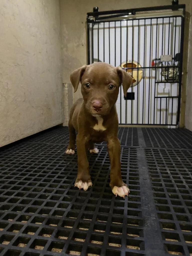 A baby small-sized female Mixed Breed dog named Jasmine for adoption in Cartersville , GA