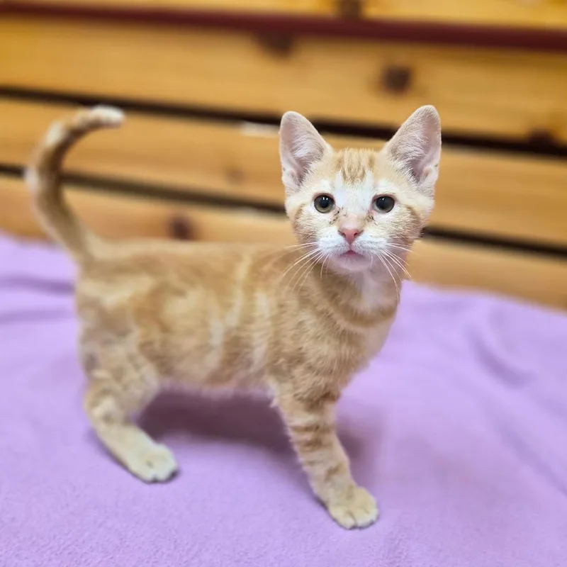 A baby small-sized male Domestic Short Hair cat named Sonnet for adoption in Woodstock, IL