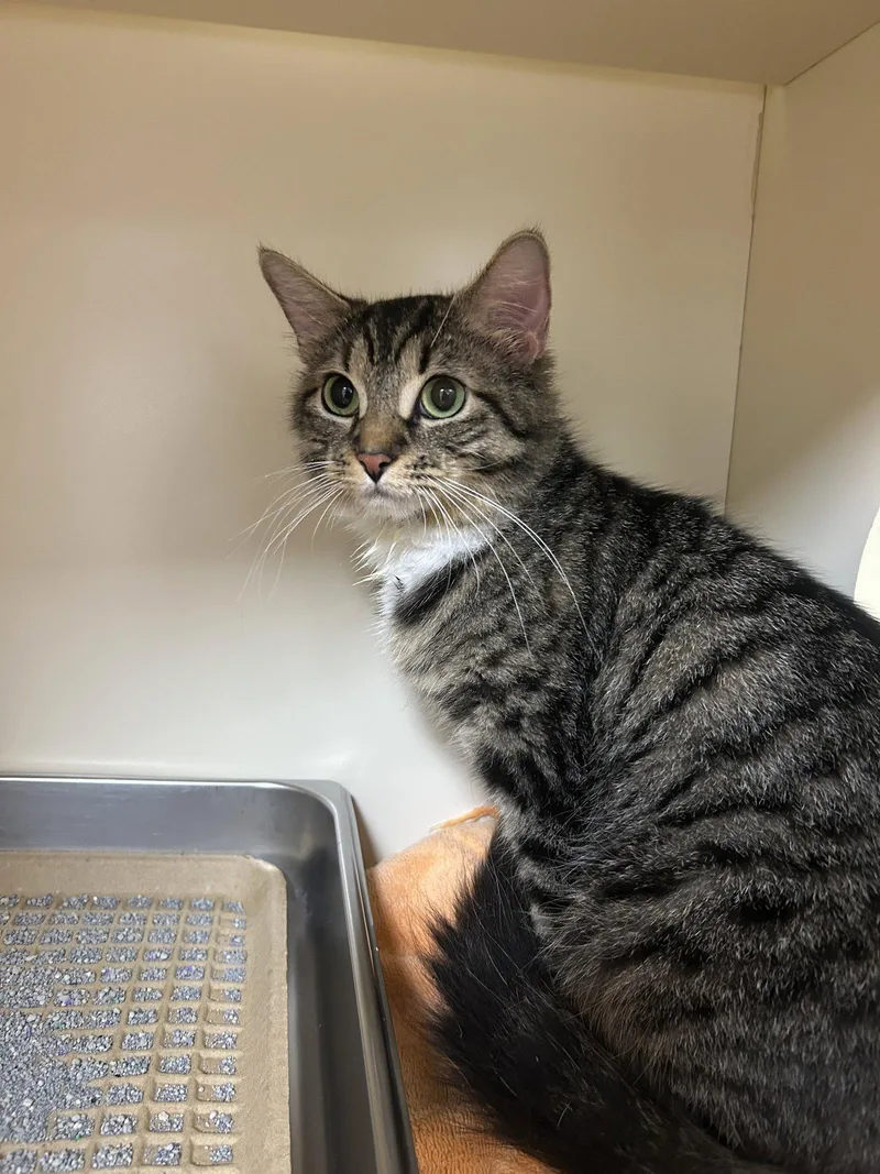 An adult medium-sized female Domestic Medium Hair cat named Mittens for adoption in Lancaster, PA