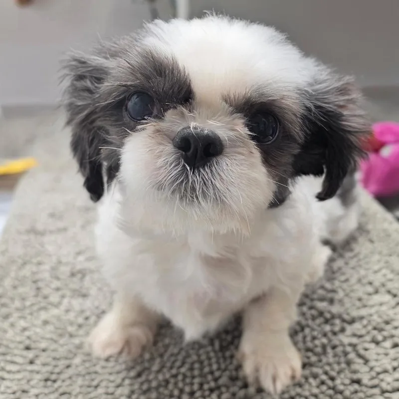 An adult small-sized female Shih Tzu dog named Molly for adoption in Graham, WA