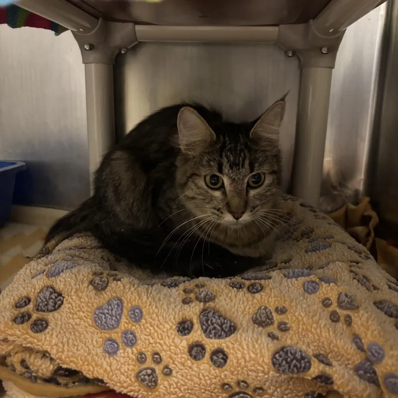 A young medium-sized female Brown / Chocolate Domestic Medium Hair cat named Fizzle for adoption in Branford, CT