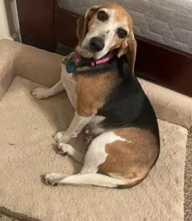 A senior small-sized female Beagle dog named Boop for adoption in North Little Rock, AR