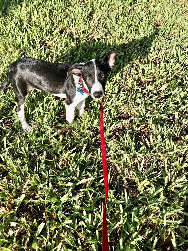 Stella