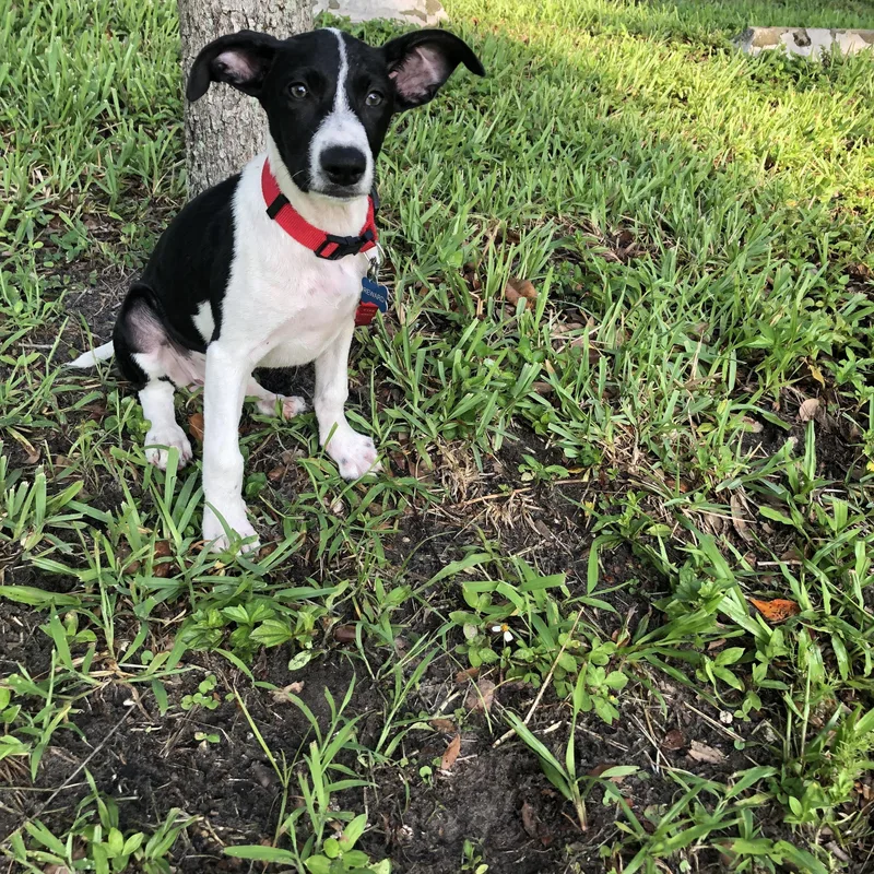 Stella thumbnail 3