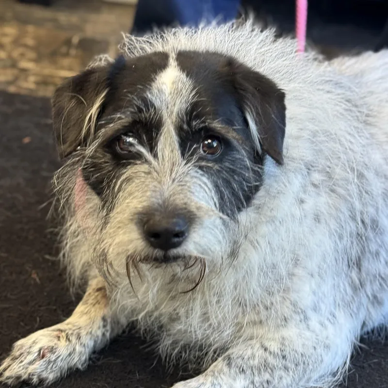 A senior medium-sized female Basset Hound dog named Nellie for adoption in Barrington Hills, IL