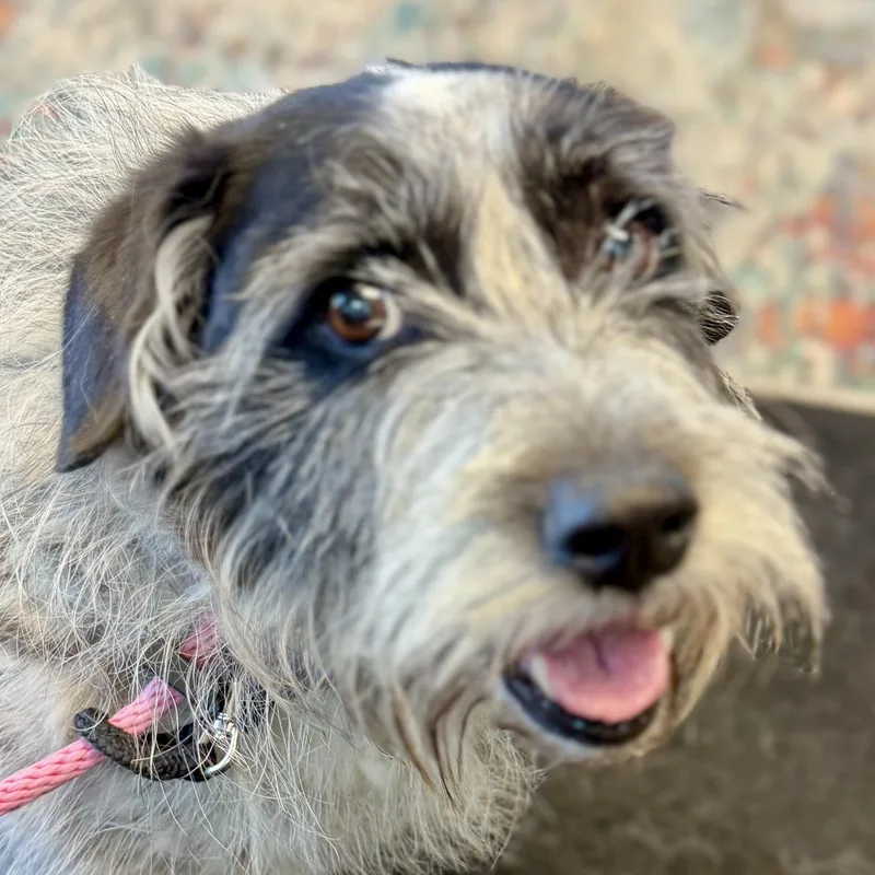 Nellie thumbnail 2