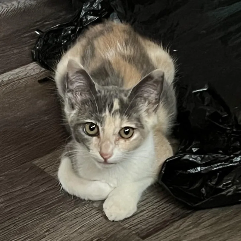 A baby small-sized female Calico Domestic Short Hair cat named Snap for adoption in Long Beach, CA