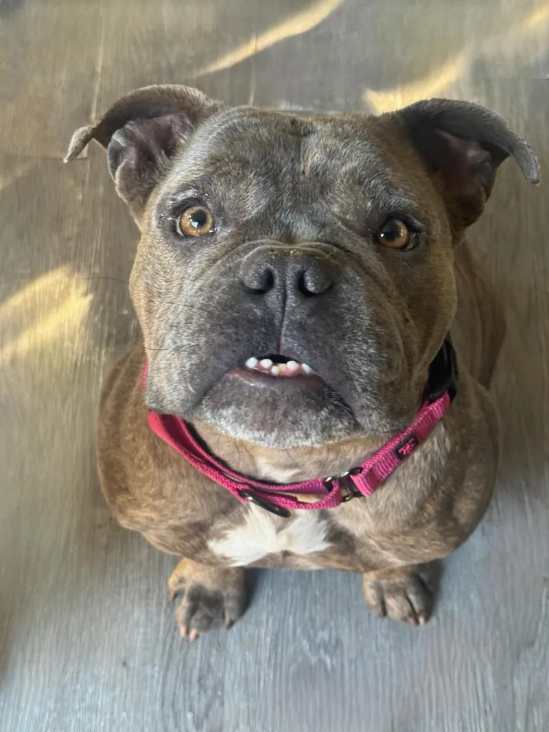 Georgie