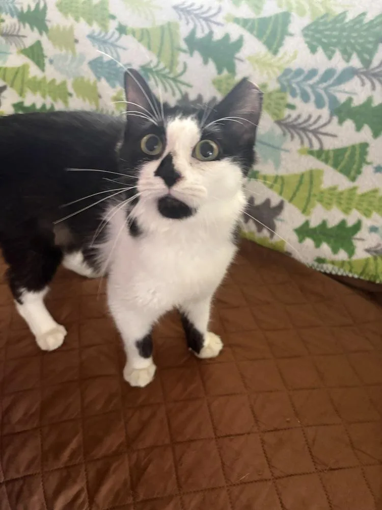 A young small-sized female Domestic Medium Hair cat named Melissa for adoption in Wilson, NC