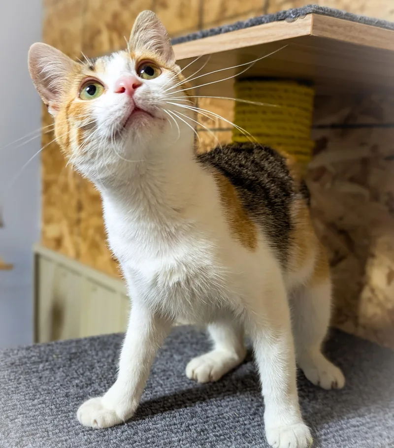 A young medium-sized female Calico Domestic Short Hair cat named Sprout for adoption in Griffith, IN