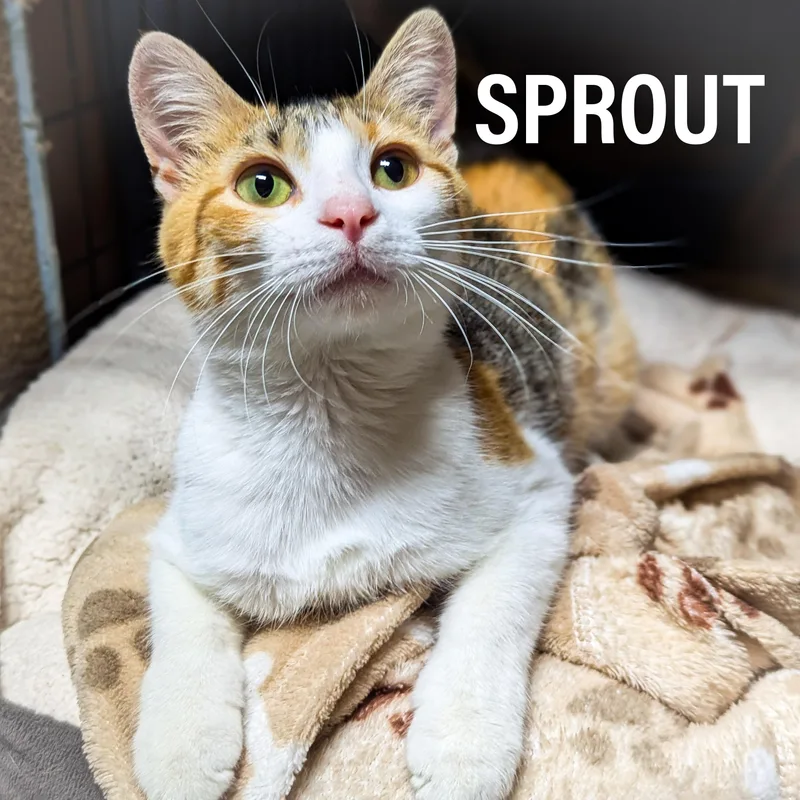 Sprout thumbnail 3