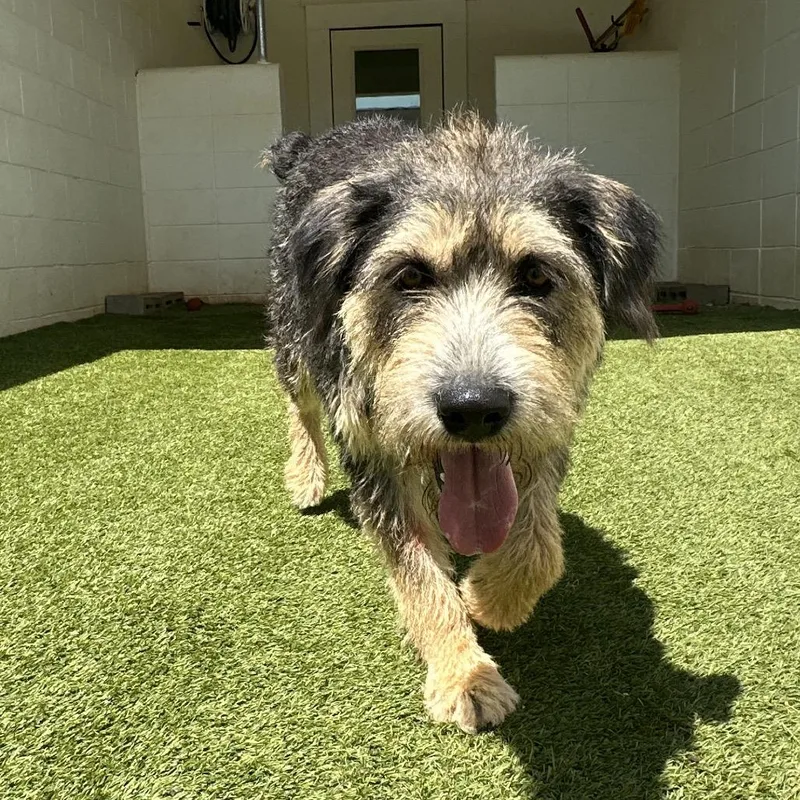 An adult medium-sized male Schnauzer dog named Sprocket for adoption in LOXAHATCHEE, FL