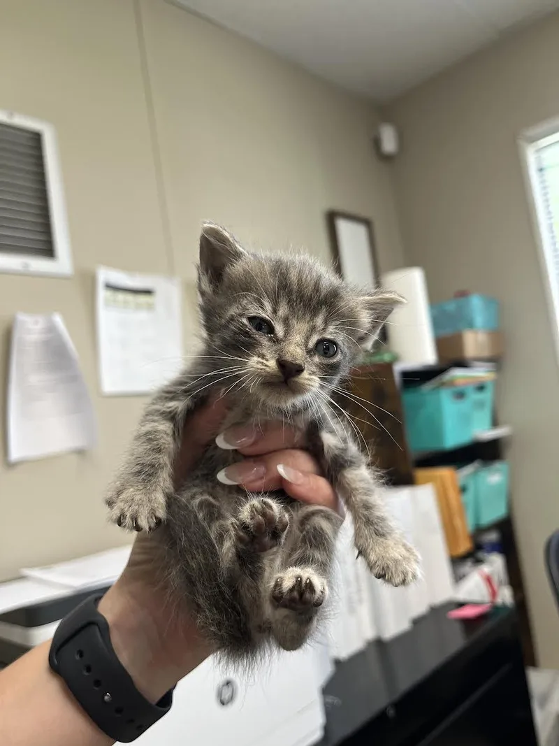 A young small-sized female Tabby (Gray / Blue / Silver) Domestic Short Hair cat named Cherry for adoption in Oakdale, CA
