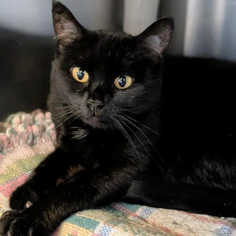 An adult medium-sized female Black Domestic Short Hair cat named Mamas for adoption in Milan, IL