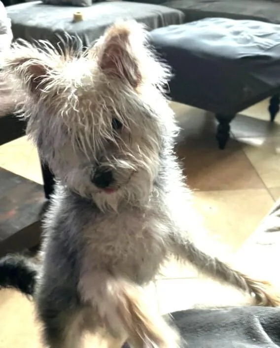Toto