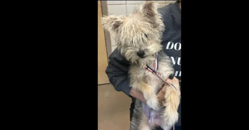 Toto thumbnail 2