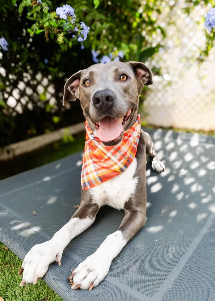 A young medium-sized male Gray / Blue / Silver American Staffordshire Terrier dog named Aspen for adoption in santa monica, CA