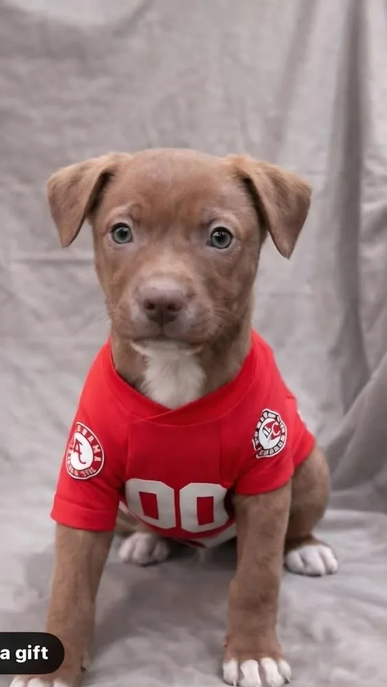 Srv Palau : Ibrehem thumbnail 2