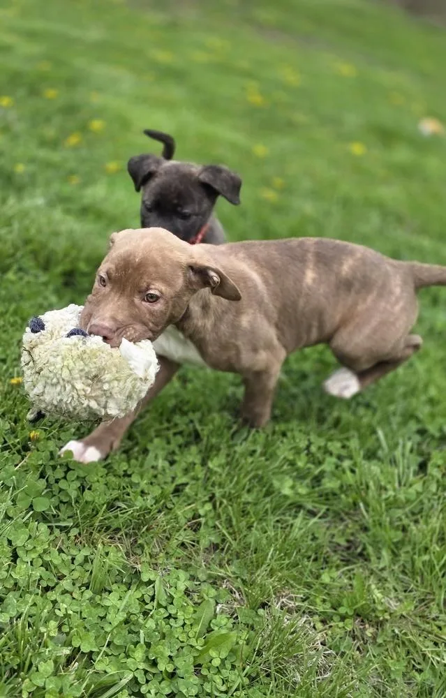 Srv Palau : Ibrehem thumbnail 3