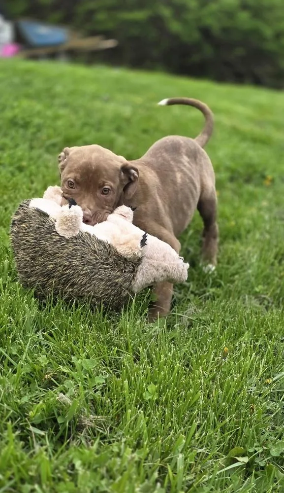 Srv Palau : Ibrehem thumbnail 4