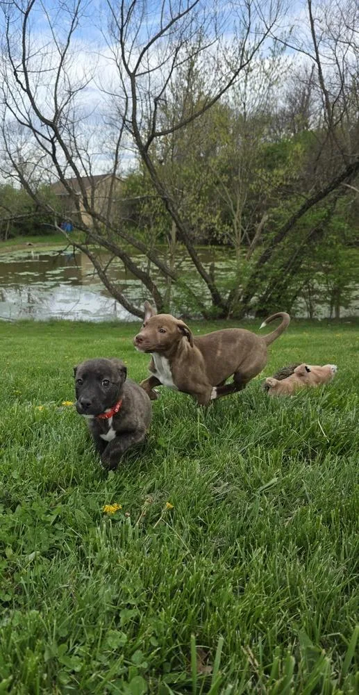 Srv Palau : Ibrehem thumbnail 5