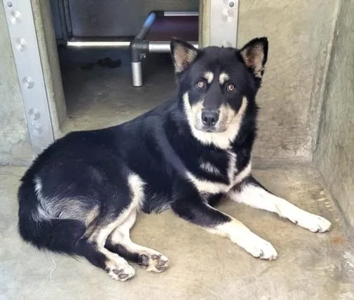 A young large-sized male Husky dog named Balto for adoption in Los Angeles, CA