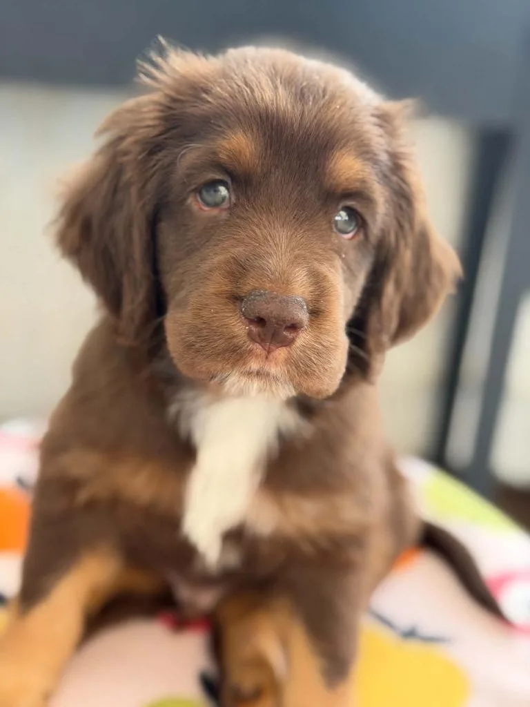 A baby large-sized male Bloodhound dog named Apple Litter Cortland for adoption in Savage, MN
