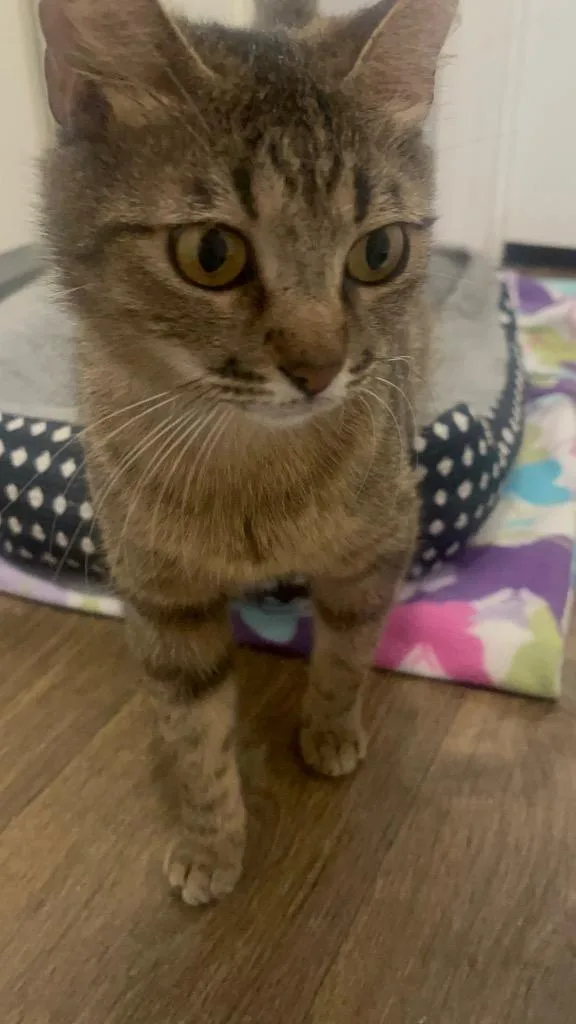 A young medium-sized female Domestic Short Hair cat named Cleo for adoption in Spring, TX
