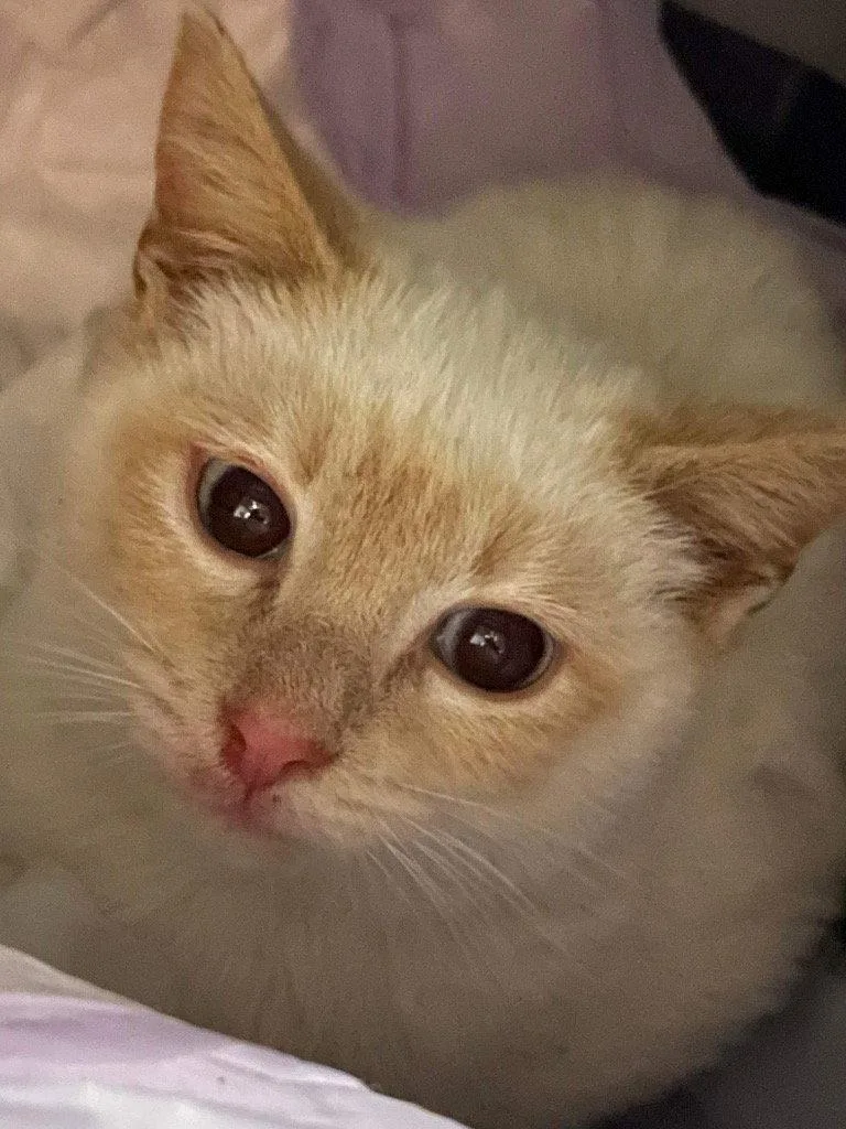 An adult medium-sized male Siamese cat named Pyro for adoption in Cromwell, KY