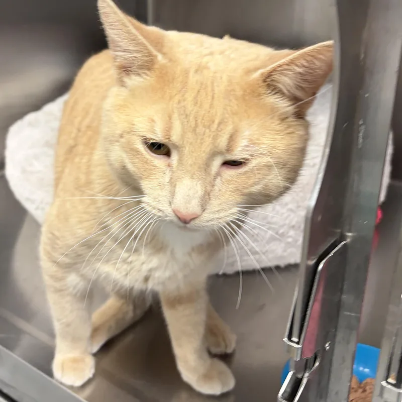 A young medium-sized male Buff & White American Shorthair cat named Biggie for adoption in Scituate, MA