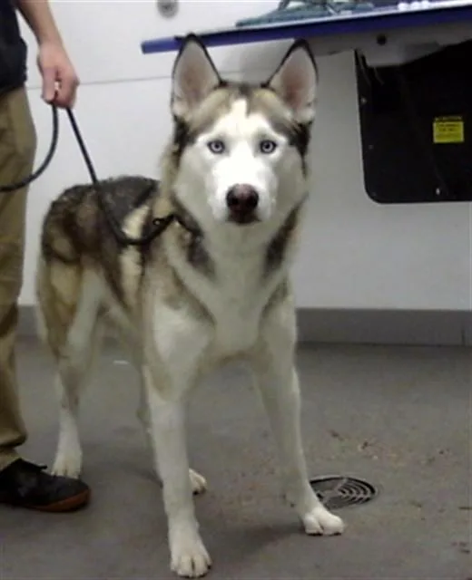 An adult large-sized male Siberian Husky dog named Curio for adoption in Mesa, AZ
