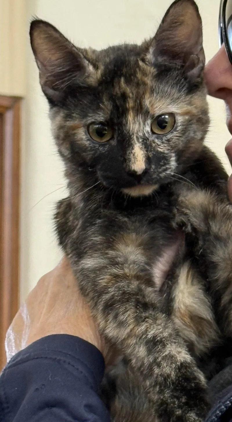 Nala thumbnail 2
