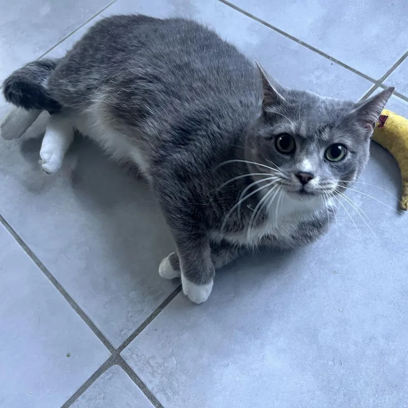 An adult small-sized male Gray / Blue / Silver Domestic Short Hair cat named Gray Baby for adoption in Fairfax Station, VA