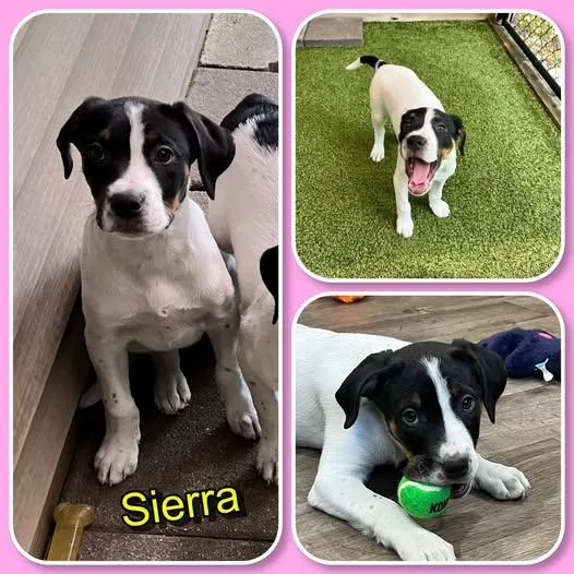 Sierra
