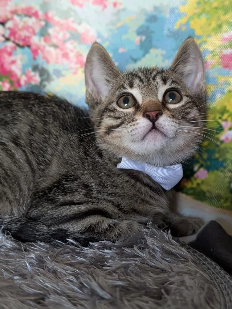 A baby small-sized male Domestic Short Hair cat named Splinter for adoption in Fremont, CA