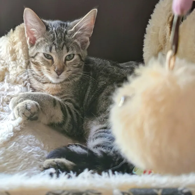 A baby medium-sized female Tabby (Brown / Chocolate) Domestic Short Hair cat named Tomi for adoption in New Port Richey, FL