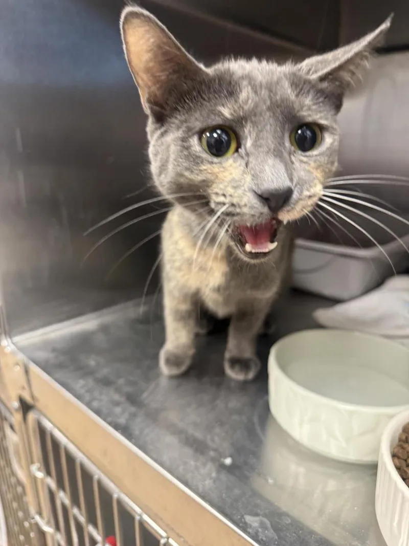A young medium-sized female Gray / Blue / Silver Dilute Tortoiseshell cat named Puma Thurman for adoption in Chandler, AZ
