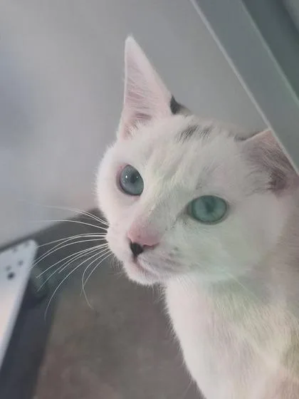 An adult medium-sized male Domestic Short Hair cat named Boonie for adoption in Sultan, WA