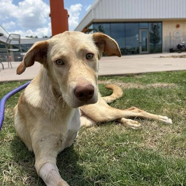 A young medium-sized female Yellow / Tan / Blond / Fawn Mixed Breed dog named Sissy for adoption in Bentonville, AR