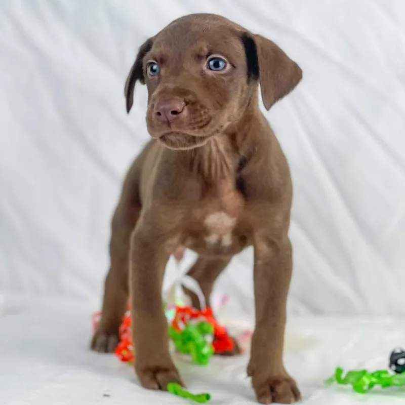 Peppermint The Lab Mix thumbnail 2