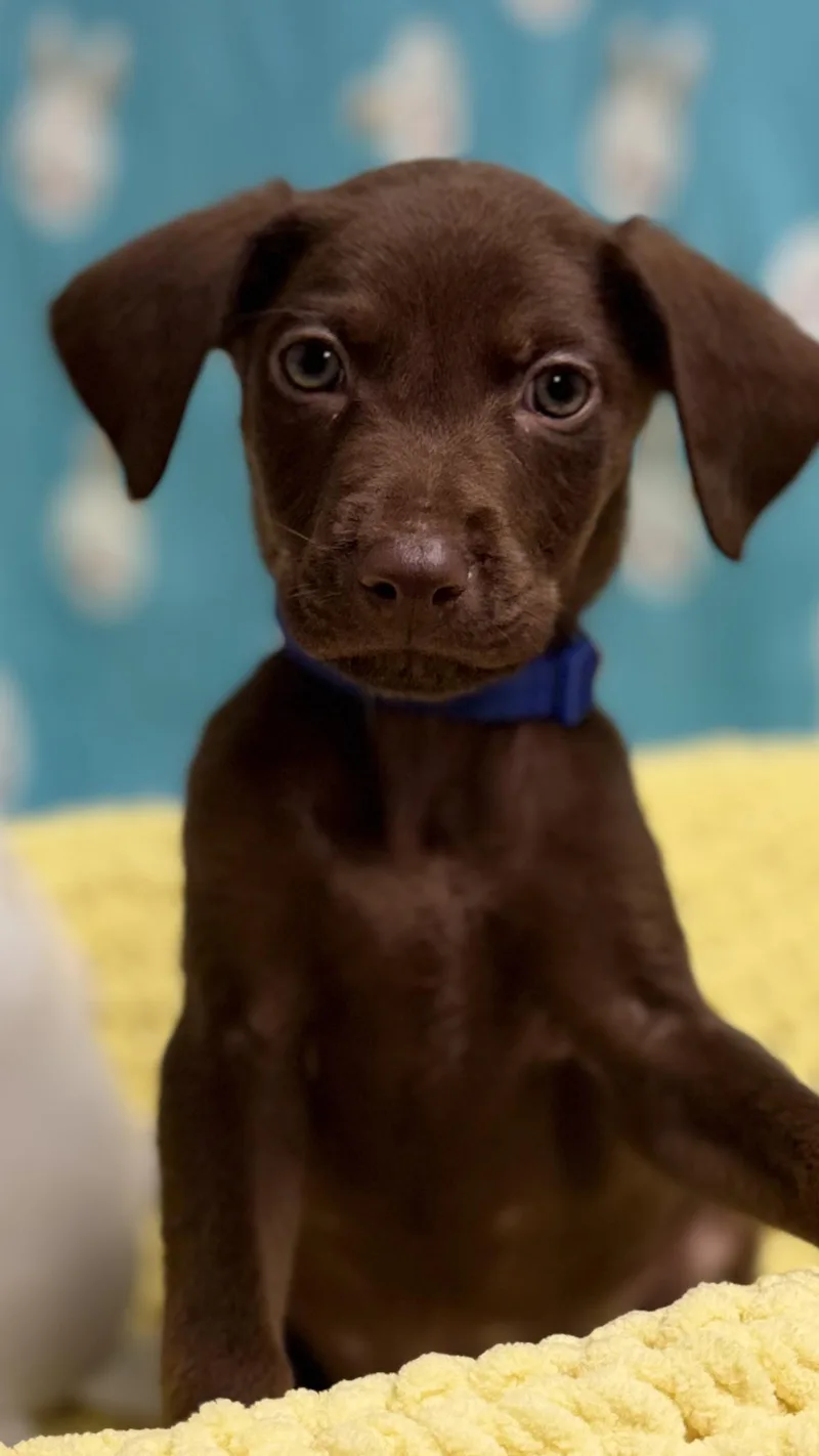 Peppermint The Lab Mix