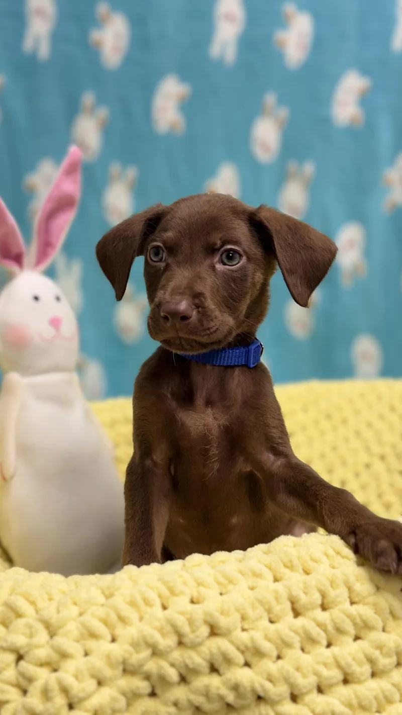 Peppermint The Lab Mix thumbnail 4