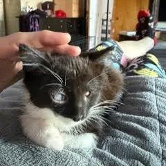 Swiss Roll thumbnail 3