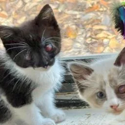 Swiss Roll thumbnail 4